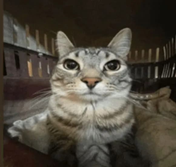 A close-up shot of a tabby cat taking a selfie. The cat is looking directly at the camera with a slightly curious expression. The background is a bit blurry, but it appears to be inside a carrier or a similar enclosed space. The cat's fur is a mix of gray and brown, and its eyes are large and expressive.