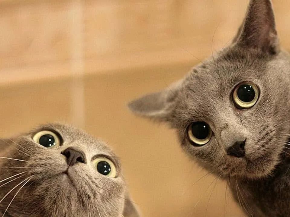 This image features two adorable gray cats with wide, expressive eyes, peering curiously at the camera. Their inquisitive expressions suggest they are up to something mischievous. The soft lighting and neutral background highlight their unique features, making them the center of attention. Perfect for cat lovers, this photo captures the essence of feline curiosity and charm.