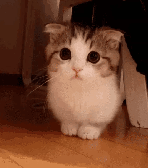 A close-up shot of a fluffy, adorable kitten with big, round eyes. The kitten is sitting on a wooden floor, looking directly at the camera with a sweet and innocent expression. The background is slightly blurred, focusing attention on the kitten. The lighting is soft, enhancing the kitten's cuteness.