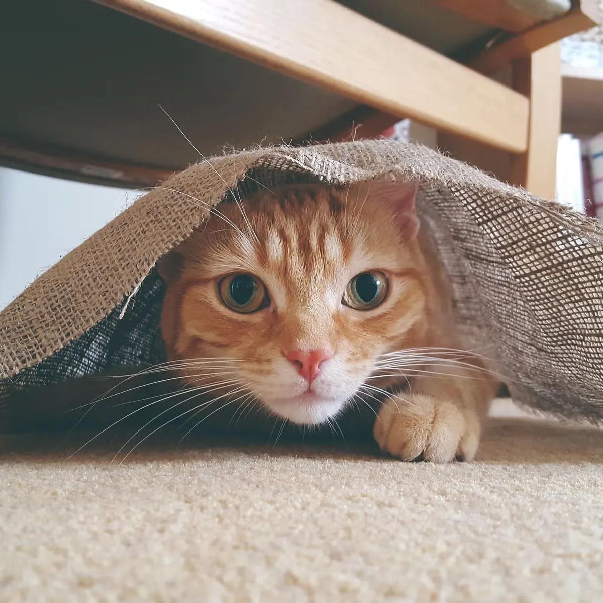 An adorable orange tabby cat peeks out from under a burlap cloth, showcasing its big, curious eyes and playful demeanor. The cat's whiskers and soft fur are visible, adding to its charm. This playful scene captures the essence of feline curiosity and the joy of exploration, as the cat seems ready for a little adventure while remaining hidden from view.