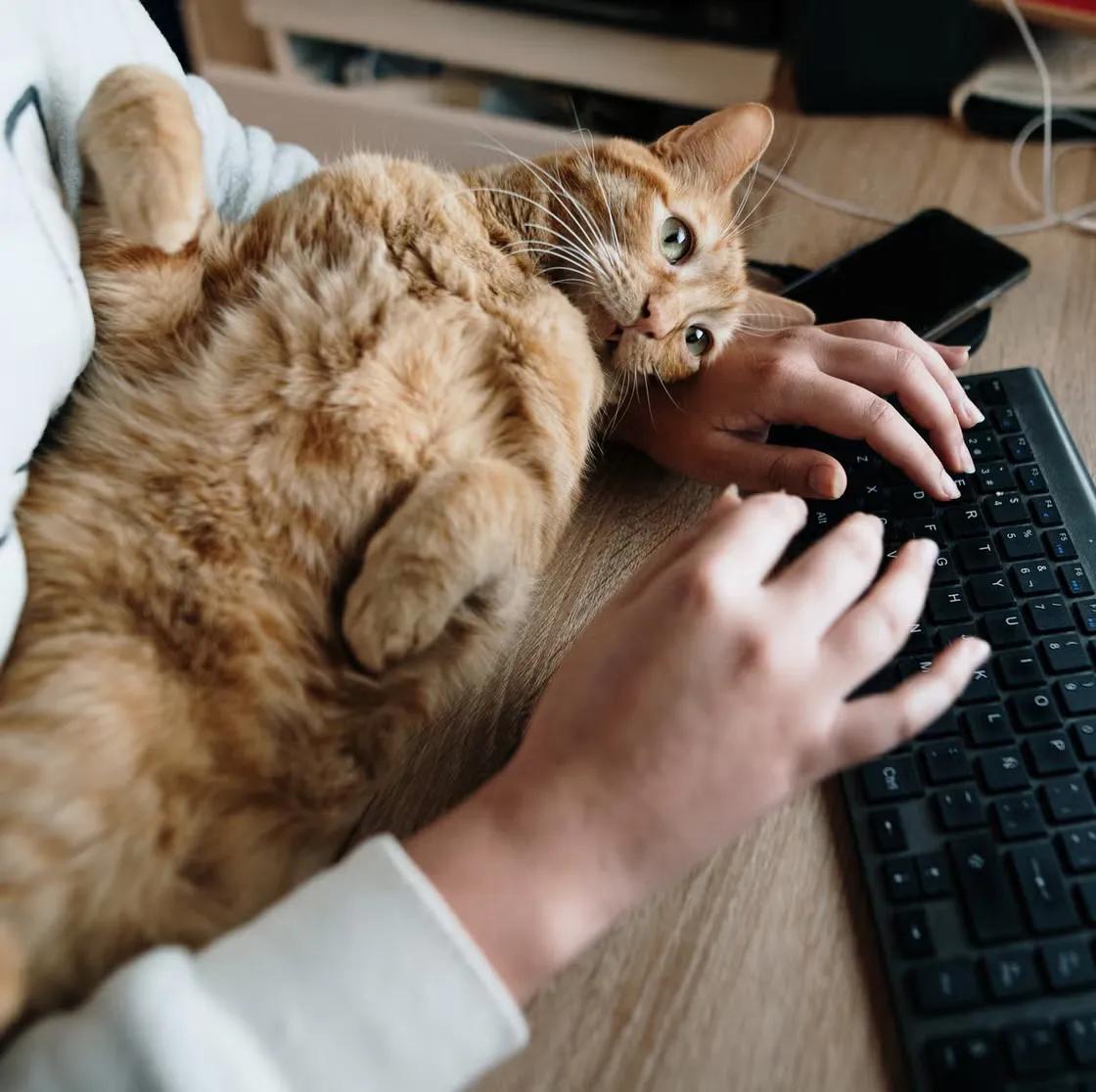 A ginger cat is lying on a person's arms while they are typing on a keyboard. The cat is looking at the camera with a relaxed expression. The scene is set on a wooden desk with a phone and keyboard.
