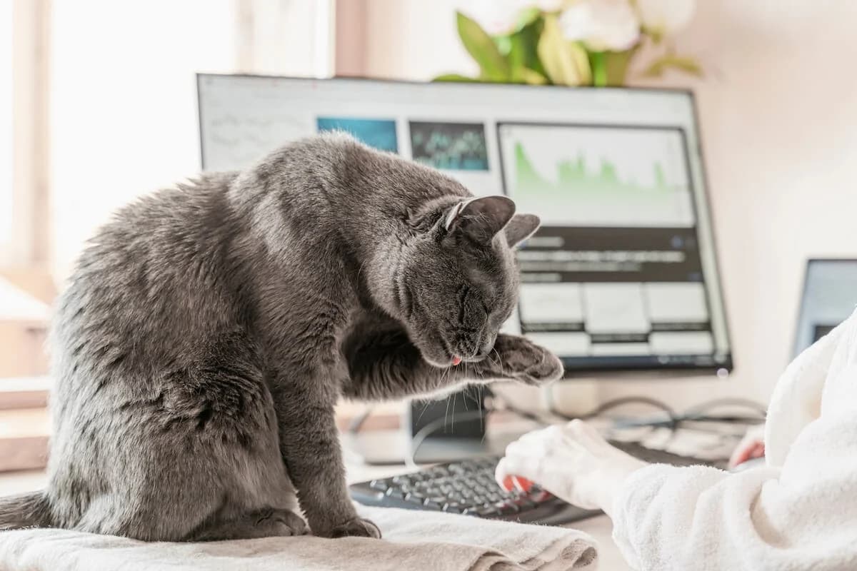 A black and white cat sits at a desk, intently typing on a keyboard with its paws while using a computer mouse. The scene captures the cat's focused expression, as if it is deeply engaged in an important task. The playful juxtaposition of a cat in a human workspace adds a humorous touch, showcasing the charm and curiosity of our feline friends in everyday situations.