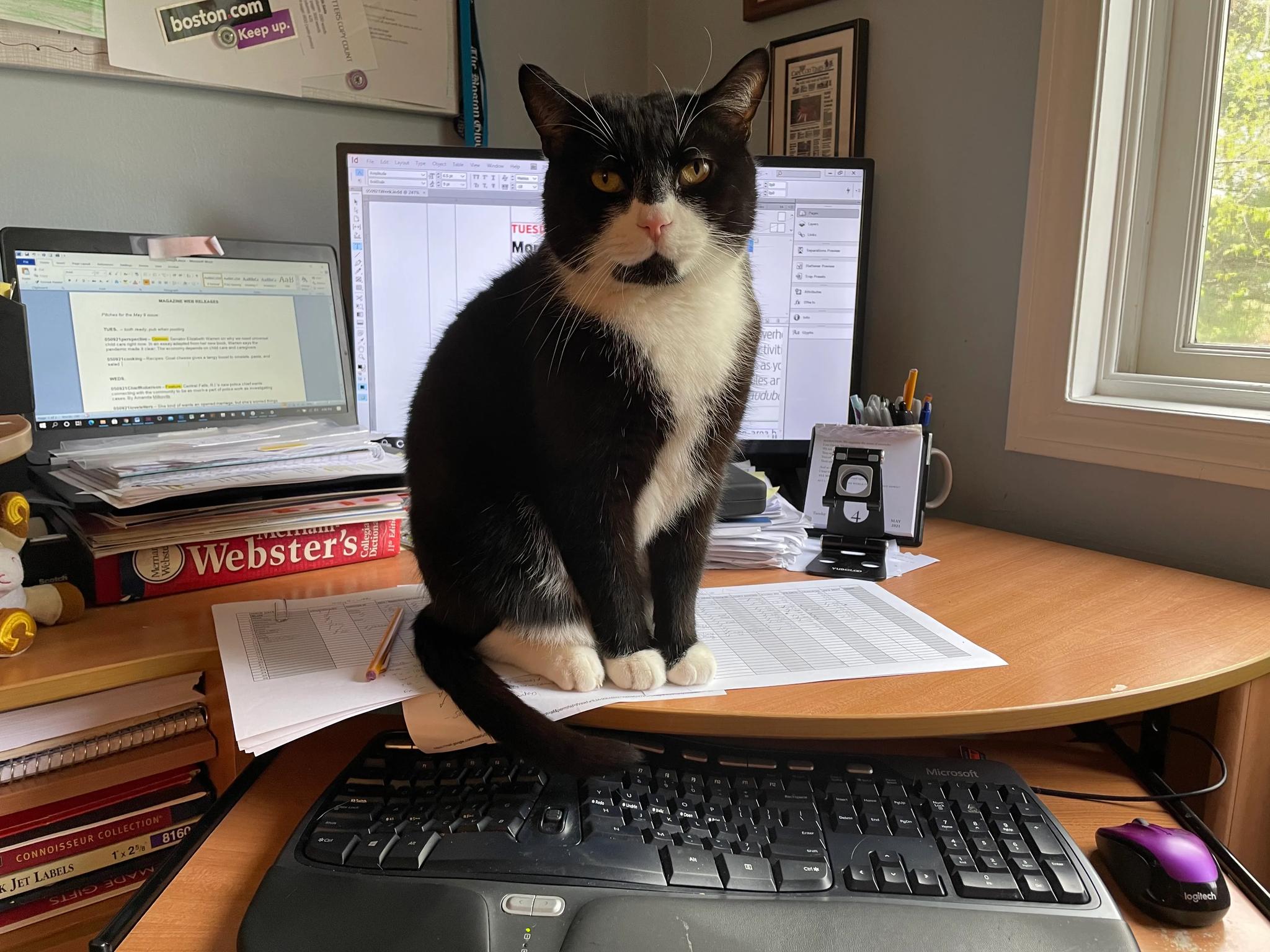 A black and white cat sits on a desk in front of a computer. The cat is looking directly at the camera. There is a keyboard, mouse, and other office supplies on the desk. The background includes a window and some papers.
