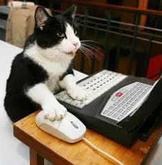 A black and white cat is sitting at a desk, using a computer. The cat has its paws on the keyboard and is looking at the screen. There is a mouse next to the cat. The background is blurred, but it appears to be an office setting.