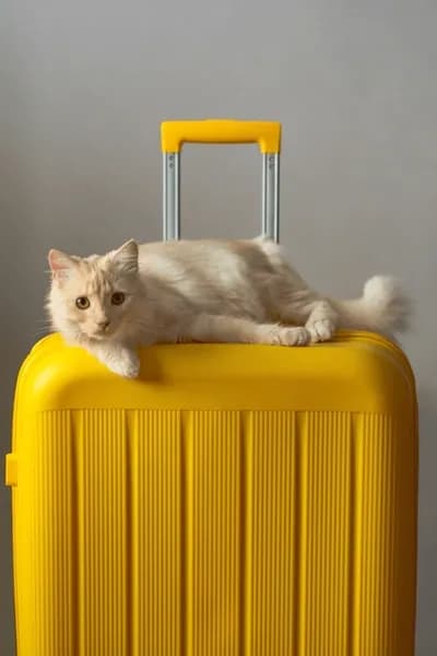 A fluffy, light-colored cat is lying on top of a bright yellow suitcase against a plain gray background. The cat is looking directly at the camera with a relaxed expression. The suitcase has a handle extended upwards. The overall image is clean and simple, with the cat and suitcase being the main focus.