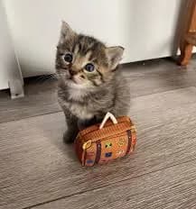 A cute kitten sits next to a small suitcase, looking directly at the camera. The kitten has gray and brown tabby markings and big, innocent eyes. The suitcase is brown with colorful details. The kitten is on a wooden floor.
