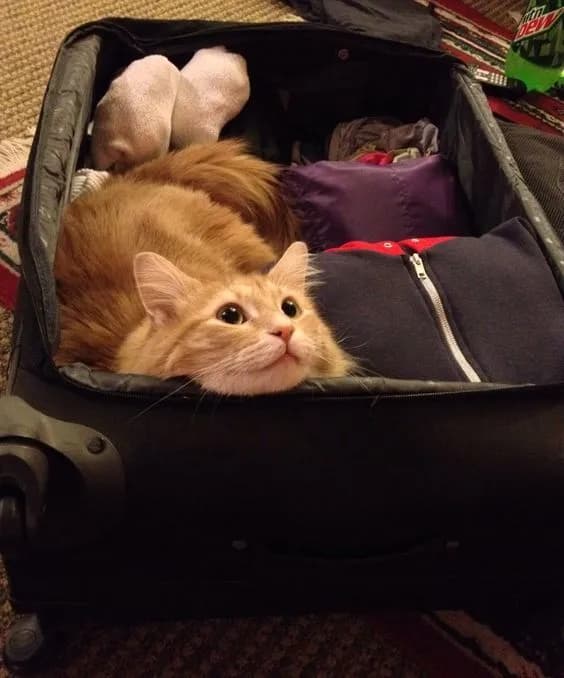 A cute orange cat is nestled inside an open suitcase, peeking out with an adorable expression. The suitcase is filled with clothes and other items, suggesting a trip is planned. The cat's presence adds a touch of humor and warmth to the scene.