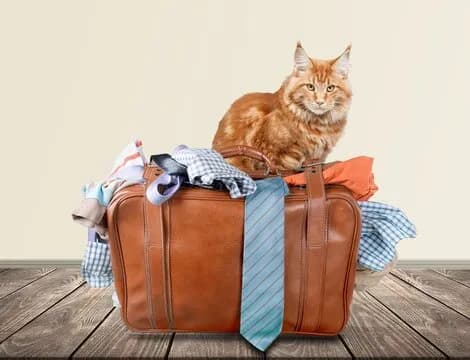 A ginger cat sits atop a packed suitcase, surrounded by clothes and a tie. The cat looks directly at the camera with a curious expression. The suitcase is brown and appears to be ready for travel. The background is a simple, neutral color.