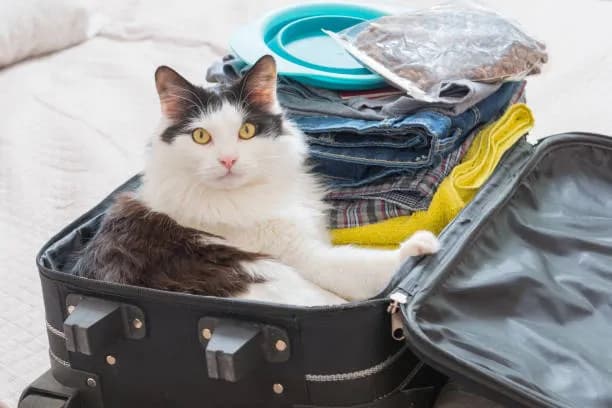 A fluffy white and black cat sits inside an open suitcase filled with clothes and other travel items. The cat looks directly at the camera with a curious expression. The suitcase is black, and the background is a soft, blurred white, suggesting a bed or similar surface. The overall image conveys a sense of travel and adventure.