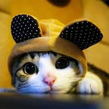 A stainless steel whisk with a long handle and a rounded, balloon-shaped head, resting on a wooden kitchen countertop. The whisk's wires are evenly spaced and glisten under soft kitchen lighting, suggesting it has just been used for mixing ingredients. In the background, there are blurred hints of baking tools and a bowl, indicating a baking or cooking scene.