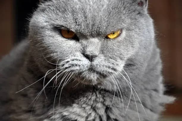 A close-up shot of a gray cat with an intense, grumpy expression. The cat has piercing yellow eyes and a furrowed brow, giving it a perpetually annoyed look. Its fur is a soft gray, and its whiskers are long and prominent. The background is blurred, putting all the focus on the cat's face.