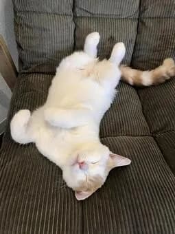 A fluffy, cream-colored cat is sprawled out on its back on a corduroy chair, paws in the air, eyes closed, and looking completely relaxed. The cat's fur is a mix of white and light orange, and its tail is curled up. The chair is a dark green color. The cat appears to be in a deep sleep or a state of complete relaxation.