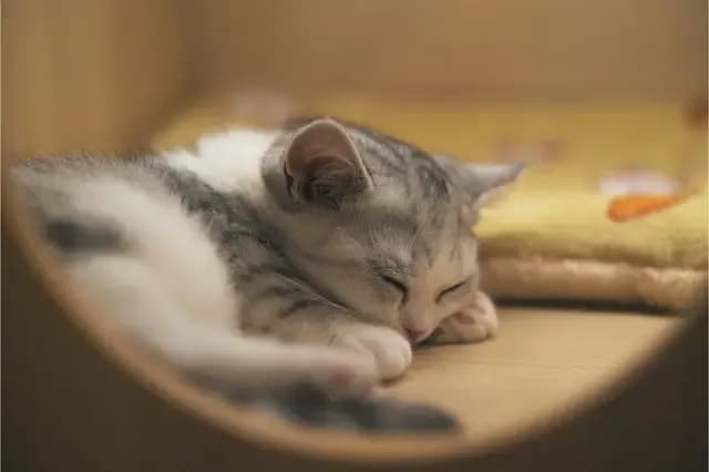 A close-up shot of a sleeping kitten. The kitten is curled up on a wooden surface, with its eyes closed and paws tucked in. The background is blurred, but appears to be a cozy indoor setting. The kitten's fur is a mix of gray and white, and it looks very peaceful and relaxed.
