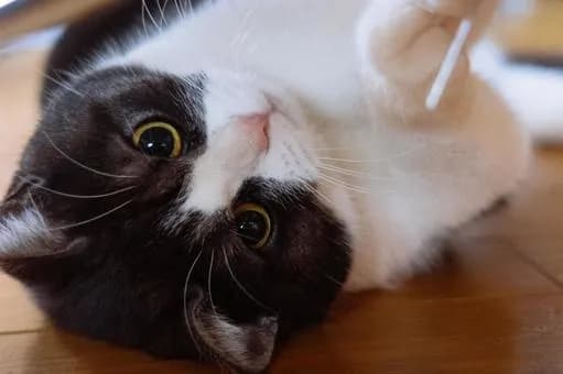 A close-up shot of a cat lying on its back, looking directly at the camera with wide, curious eyes. The cat has a black and white coat, with the black fur covering its head and the white fur covering its body. The cat's eyes are large and yellow, and its whiskers are clearly visible. The background is a wooden floor. The cat appears relaxed and playful.