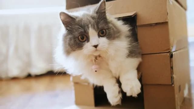 A fluffy, grey and white cat peeks out of a cardboard box. The cat has big, round eyes and a sweet expression. The box is made of brown cardboard and is stacked on top of another box. The background is a blurred room with a white curtain and wooden floor.