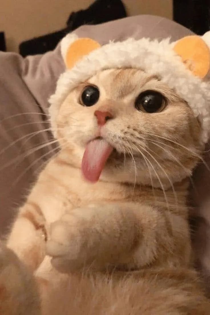 A close-up shot of a cute cat wearing a white hat with yellow ears, sticking its tongue out. The cat has big, round eyes and a pink nose. The background is blurred, but appears to be a soft, neutral color. The cat's expression is playful and silly.