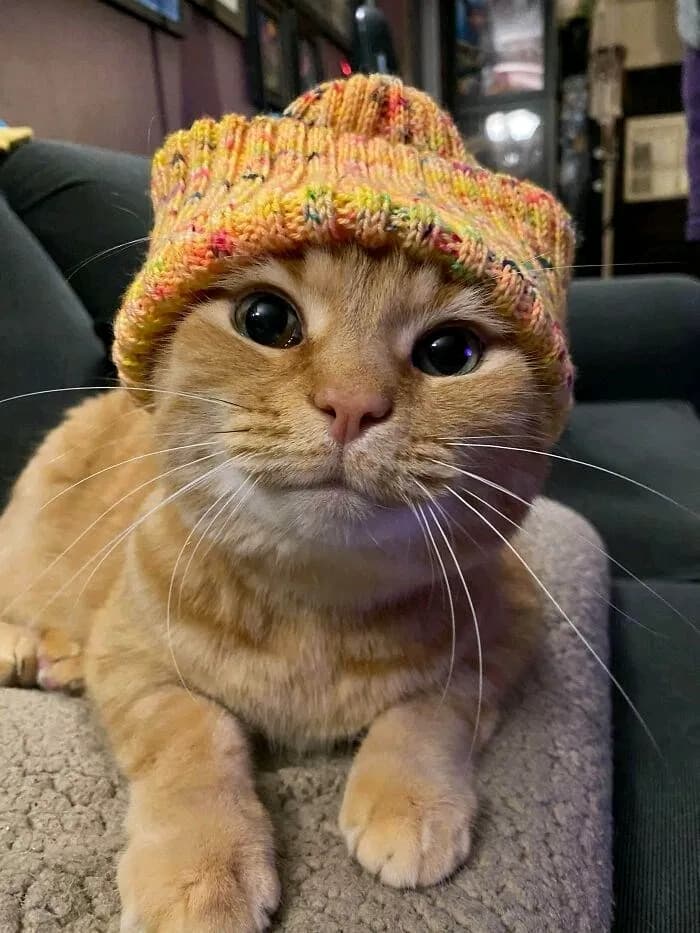 This adorable orange tabby cat is lounging comfortably on a soft surface, sporting a vibrant, multicolored knit beanie. With its big, expressive eyes and a curious expression, the cat looks both fashionable and cozy. The warm tones of its fur complement the cheerful colors of the hat, making for a delightful and heartwarming scene.