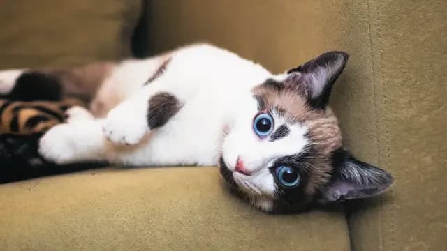A beautiful cat with striking blue eyes is lounging on a couch. The cat is lying on its back, looking directly at the camera with a relaxed expression. The cat's fur is a mix of white, brown, and black, and it has a pink nose. The background is a soft, neutral color, which makes the cat stand out even more.