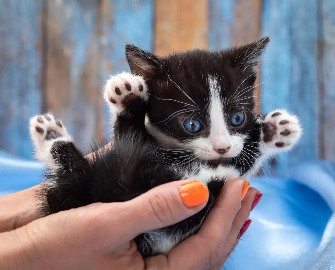 A close-up shot of a tiny black and white kitten being held in someone's hands. The kitten has bright blue eyes and is looking up with its paws in the air. The background is a blurred mix of blue and brown.