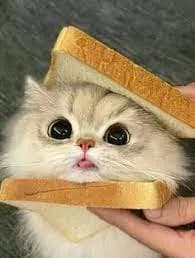 A fluffy cat with big eyes is being held between two slices of bread, resembling a sandwich. The cat's tongue is slightly sticking out, adding to the cuteness.