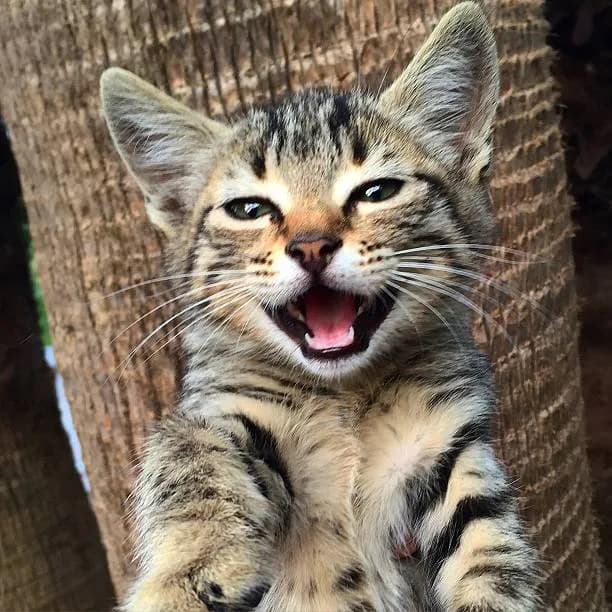 A close-up shot of a tabby cat with its mouth wide open in a happy expression. The cat's eyes are slightly squinted, and its whiskers are visible. The background is blurred, but appears to be a tree trunk. The cat looks very happy and content.