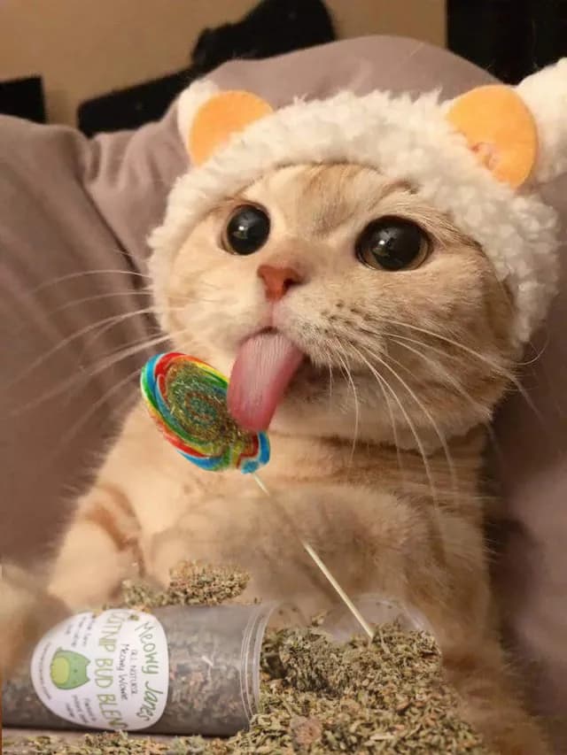 A cute cat wearing a hat with ears is sticking its tongue out at a lollipop. The cat has big eyes and is looking up. There is a container of catnip next to the cat. The background is blurred.