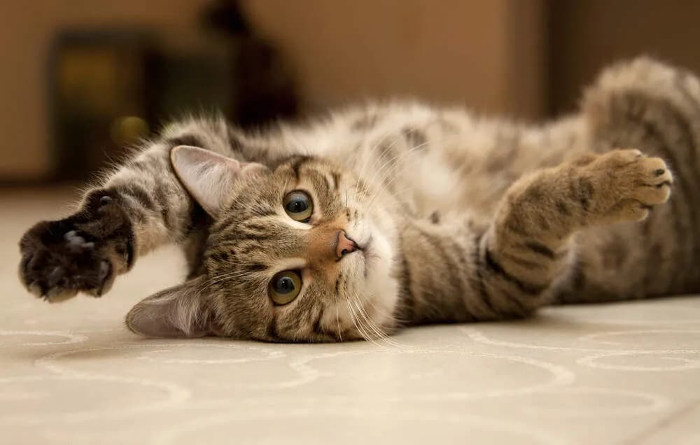 A tabby cat is lying on its back on a light-colored surface, looking directly at the camera with a relaxed expression. The cat's paws are playfully raised, and its eyes are open. The background is blurred, suggesting a cozy indoor setting.