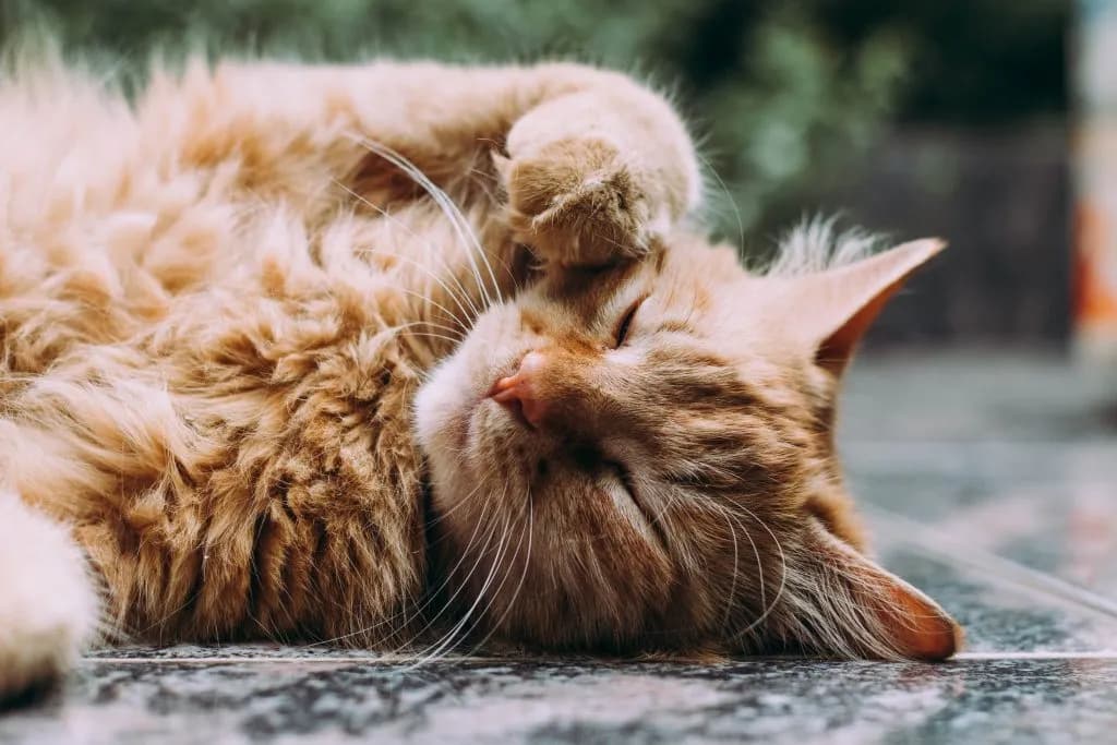 A close-up shot of a ginger cat sleeping peacefully on a tiled surface. The cat is curled up, with its paws covering its face, and its eyes are closed. The fur is a soft orange color, and the cat appears to be very relaxed and comfortable. The background is blurred, suggesting a shallow depth of field, which draws attention to the cat. The overall mood is one of tranquility and rest.
