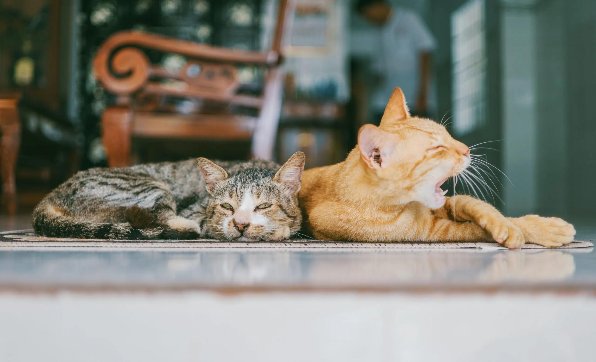 The image shows two cats resting on a mat. One cat is yawning widely, while the other is lying down with its eyes closed. The cat that is yawning is orange, and the other cat is a mix of grey and white. The background is blurred, but it appears to be a room with a wooden chair.
