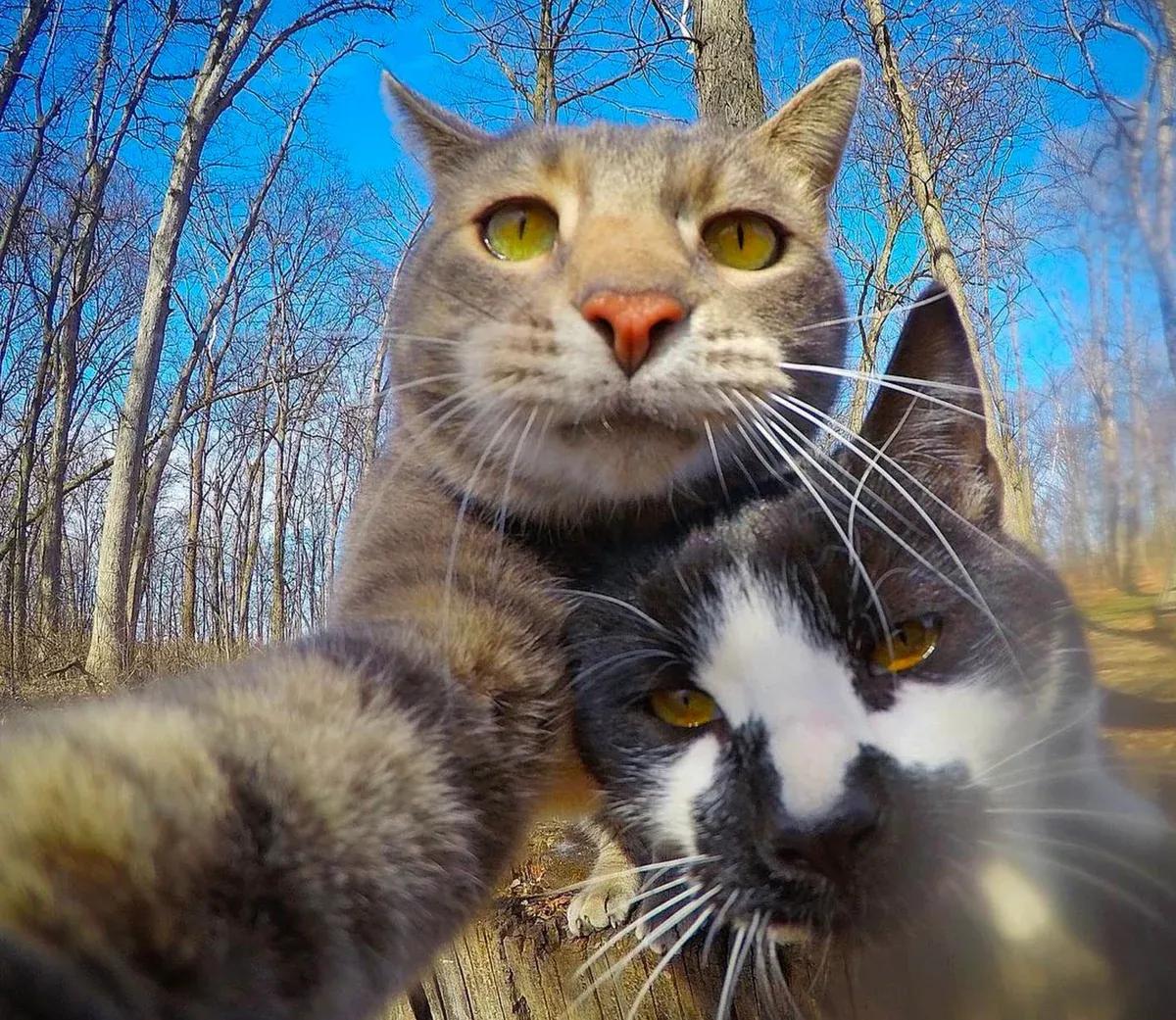 Two cats are taking a selfie in the forest. The cat in the front is gray and white, and the cat in the back is gray. They are both looking at the camera with a curious expression. The background is a forest with trees and a blue sky.