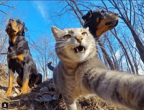 A cat takes a selfie with two dogs in a forest. The cat is in the center of the frame, looking directly at the camera with its mouth open. The dogs are on either side of the cat, looking up. The background is a blue sky and trees.