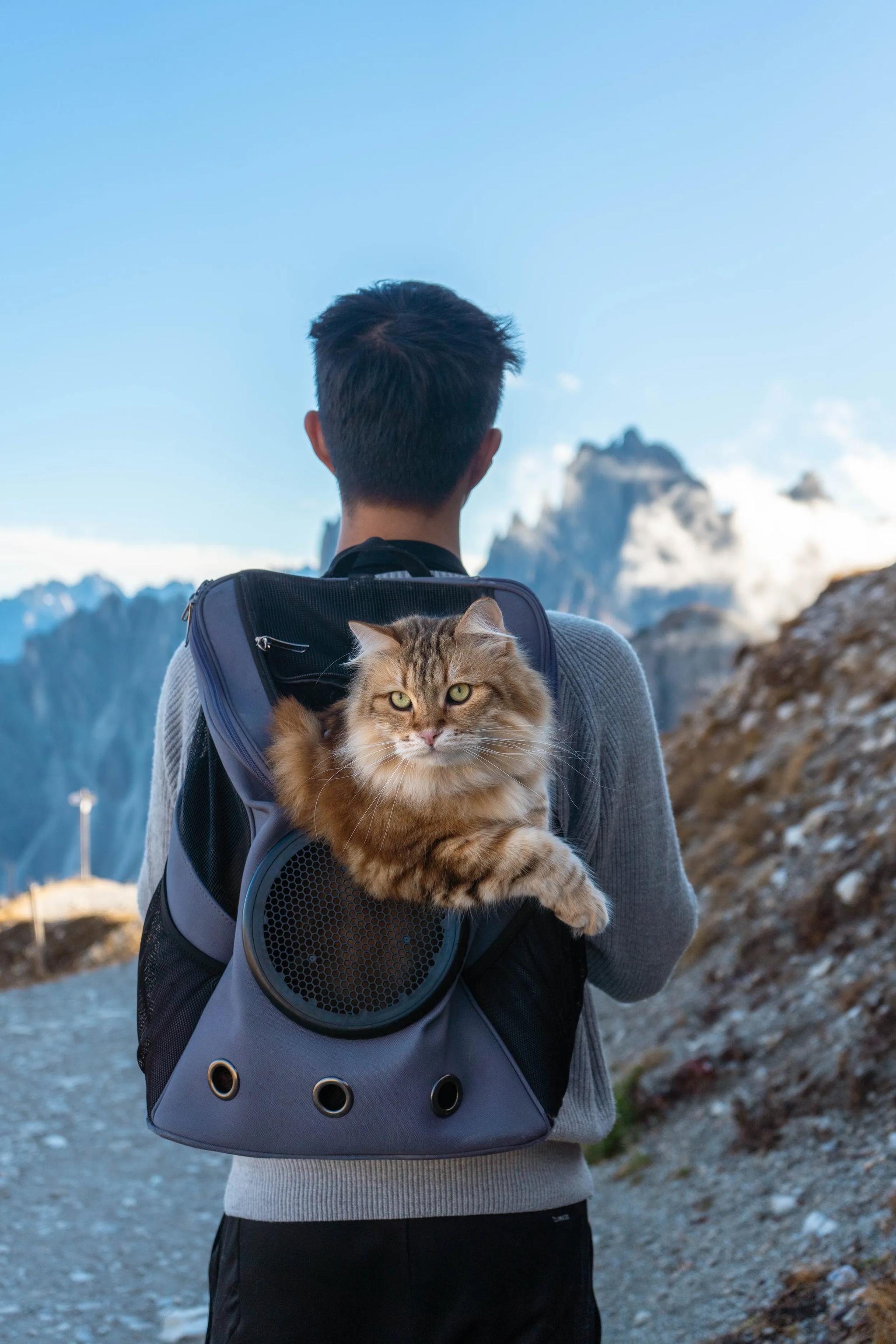 A person is hiking with a cat in a backpack carrier. The cat is looking at the camera. The background is a mountain range and a blue sky.