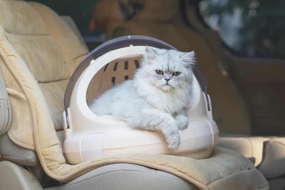 A fluffy, silver Persian cat is sitting inside a pet carrier in the backseat of a car. The cat has a slightly grumpy expression, but it's still adorable. The carrier is beige and the car's interior is a light tan color. The overall vibe is one of a pampered pet on a car ride.