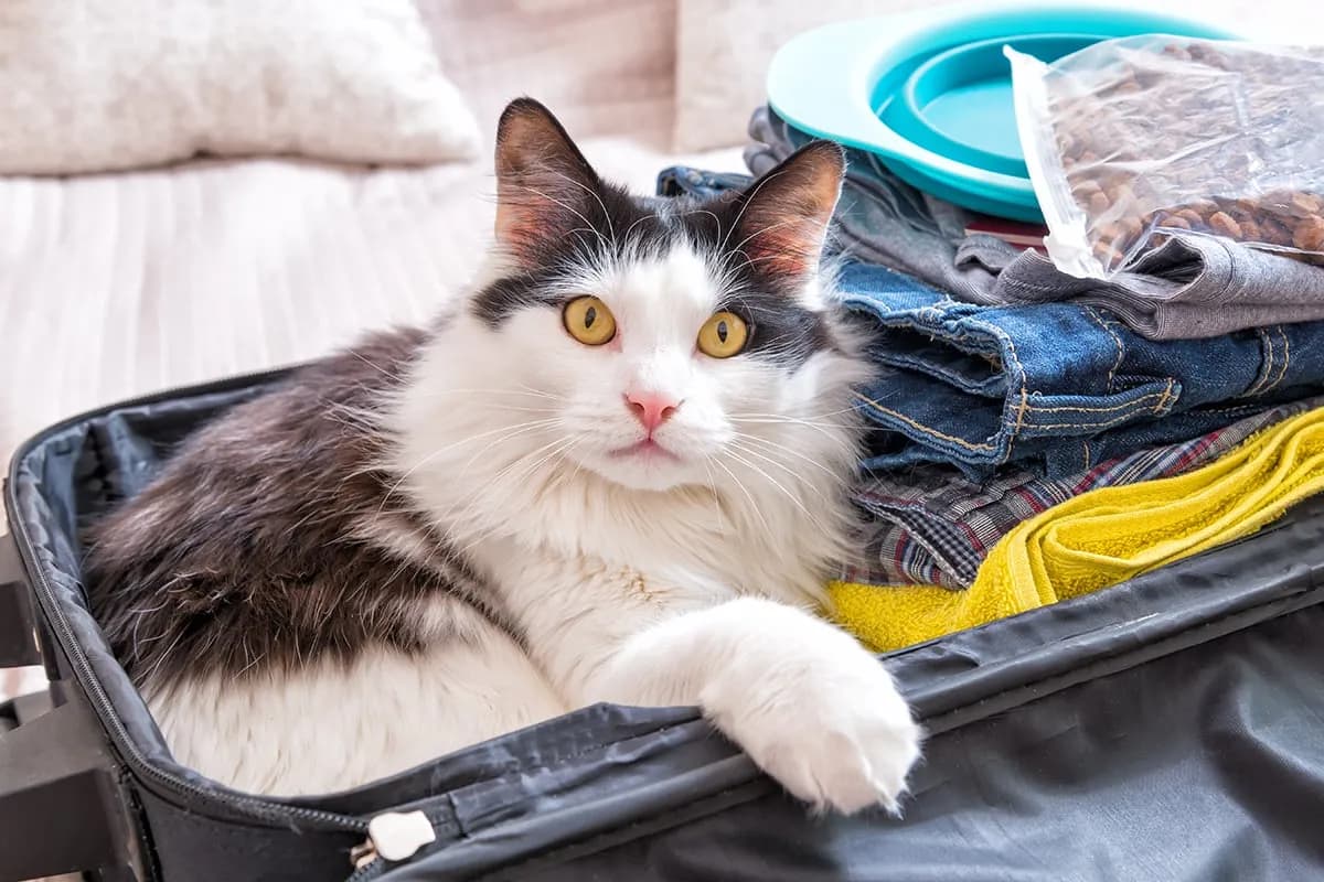 A fluffy black and white cat is sitting inside an open suitcase. The cat is looking directly at the camera with a curious expression. The suitcase is filled with clothes and other travel essentials. The background is a soft, blurred image of a bed. The overall scene is cute and inviting, suggesting a playful readiness for travel.