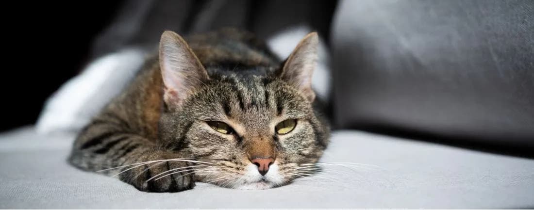 A close-up shot of a tabby cat lying down on a white surface, possibly a couch or bed. The cat has a relaxed expression with its eyes partially closed. The lighting is soft, creating a cozy and peaceful atmosphere. The background is blurred, drawing focus to the cat.