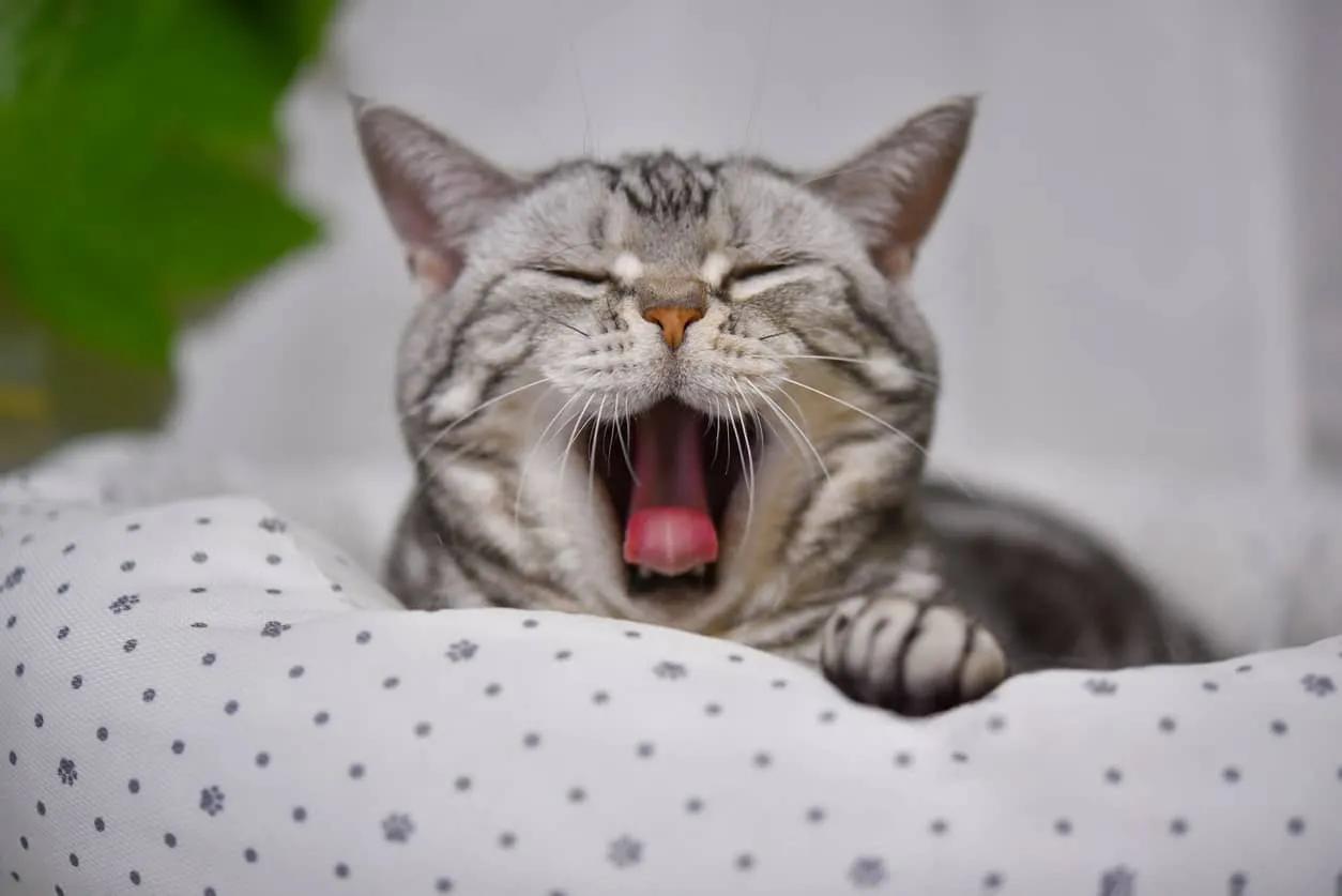 This adorable cat, with its striking gray stripes, is caught mid-yawn in a cozy bed. Its eyes are closed, and its mouth is wide open, showcasing a relaxed and content demeanor. The soft bedding and gentle background create a serene atmosphere, perfect for a lazy day. This image captures the essence of feline relaxation and the charm of a sleepy cat.