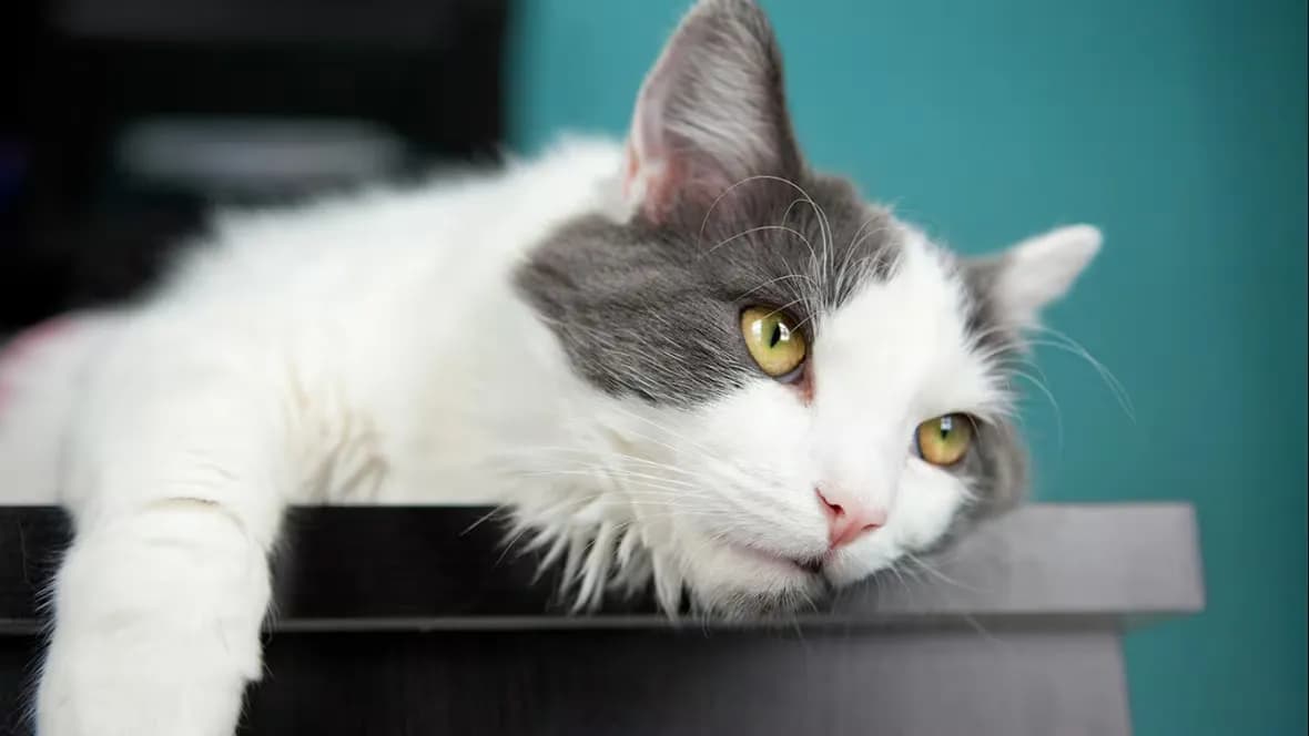 A close-up shot of a relaxed cat with white and gray fur, resting its head on a dark surface. The cat has yellow eyes and a pink nose. The background is a teal color, creating a calming atmosphere.