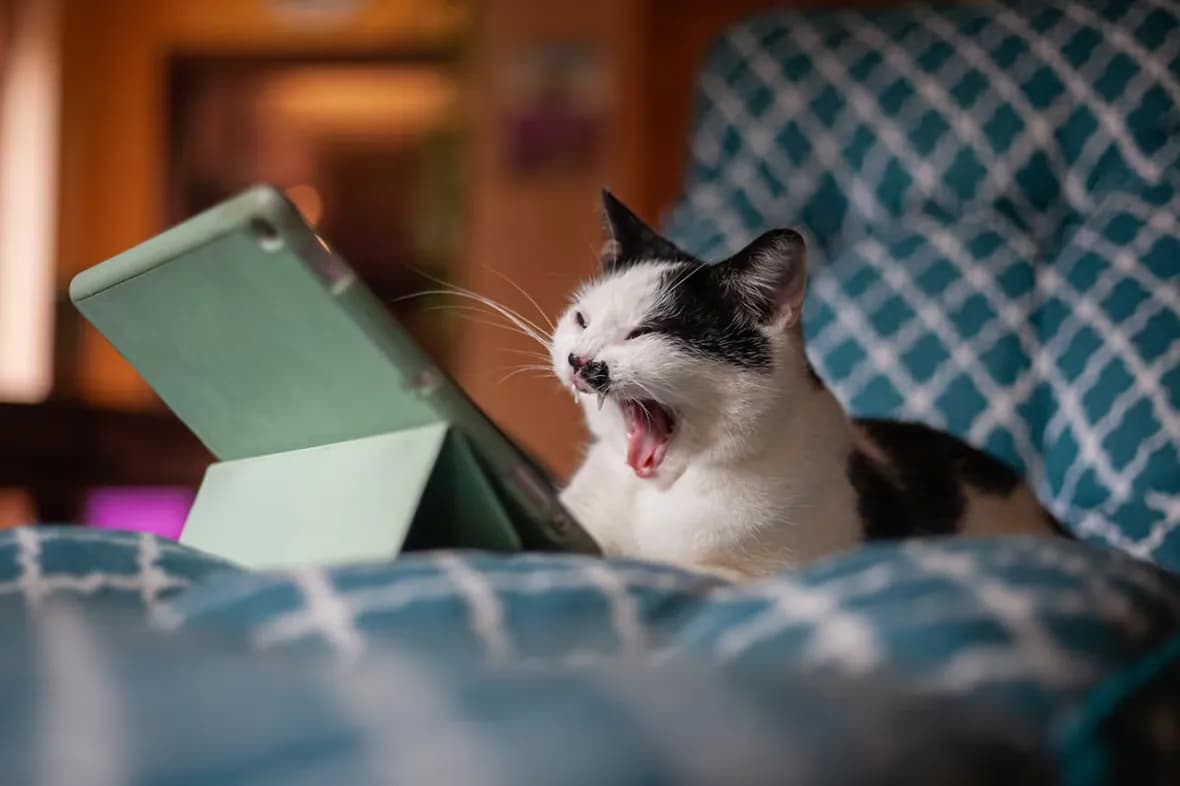 A black and white cat is yawning widely while looking at a tablet. The cat is sitting on a blue patterned cushion. The background is blurred, suggesting a cozy indoor setting.