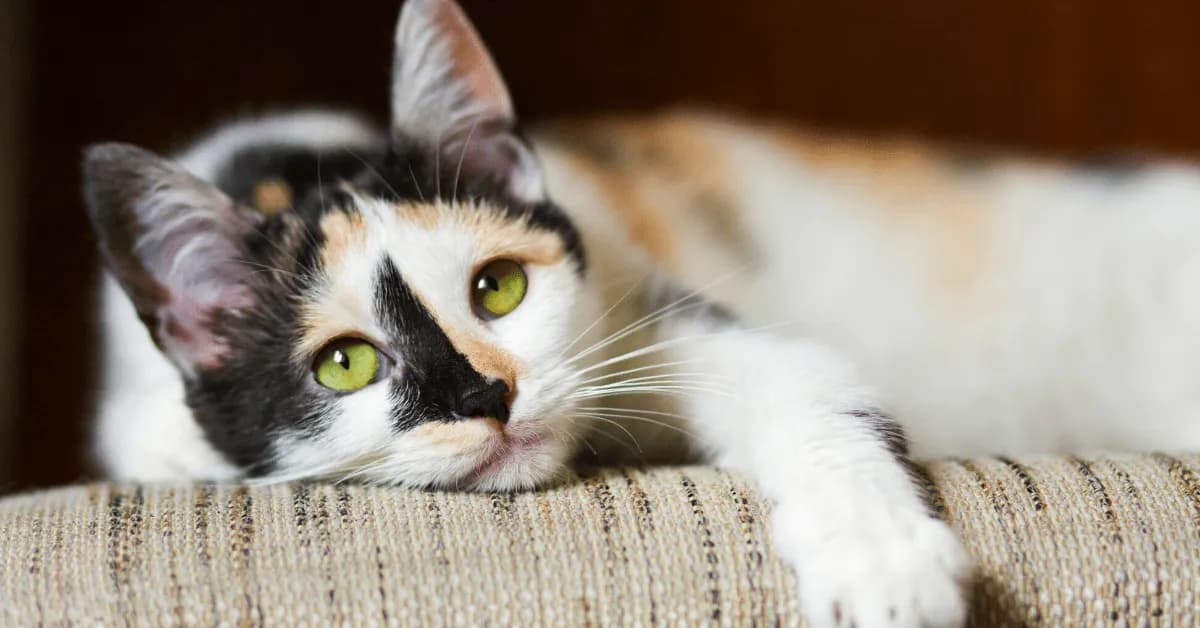 A close-up shot of a calico cat resting on a beige surface. The cat has striking green eyes and a mix of black, white, and orange fur. The cat is lying down, appearing relaxed and comfortable. The background is blurred, drawing focus to the cat.