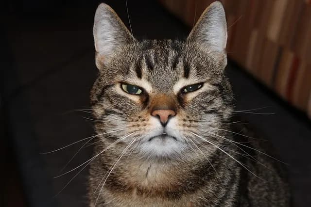 A close-up portrait of a tabby cat with a very unimpressed expression. The cat has green eyes and a slightly grumpy look. The background is dark, which makes the cat's face stand out. The cat's whiskers are long and prominent.
