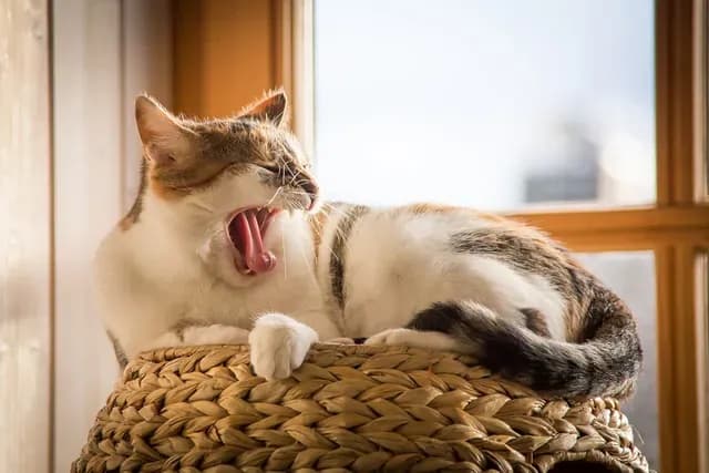 A cat is yawning widely, revealing its pink tongue and teeth. The cat is lying on a woven basket, with a window in the background. The cat has white, brown, and orange fur. The lighting is soft and natural, suggesting a sunny day.