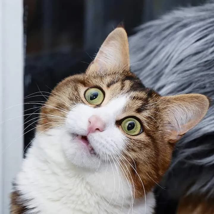 A close-up shot of a cat with wide, surprised eyes and a slightly open mouth. The cat has brown and white fur, with green eyes and a pink nose. The background is blurred, but appears to be indoors. The cat's expression is comical and endearing.