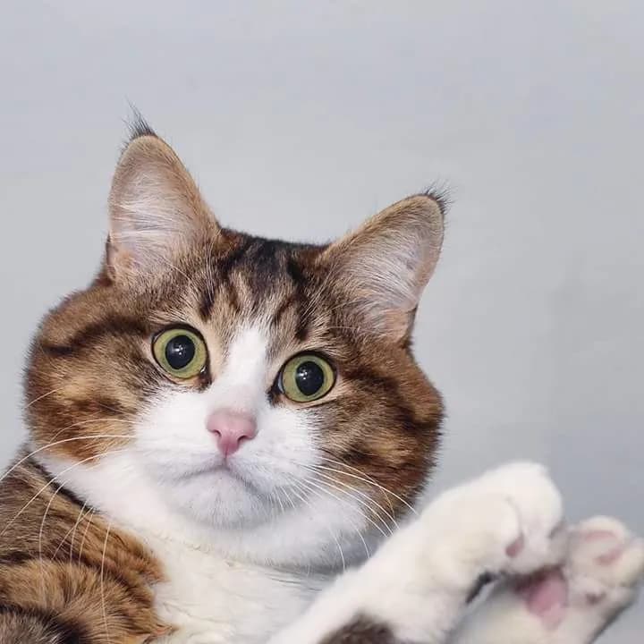 A close-up shot of a cat with wide, surprised eyes and a slightly open mouth. The cat has brown and white fur, with a pink nose and green eyes. The cat's paw is raised as if waving. The background is a plain, light gray color.