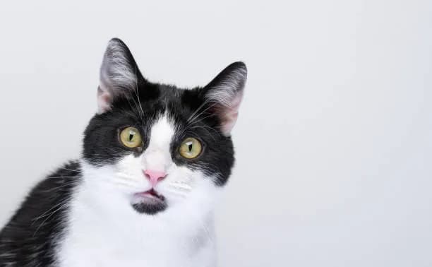 A close-up shot of a black and white cat with a surprised or slightly confused expression. The cat has large, round yellow eyes and a pink nose. The background is plain white, which makes the cat the focal point of the image. The cat's fur is neatly groomed, and its expression is quite endearing.