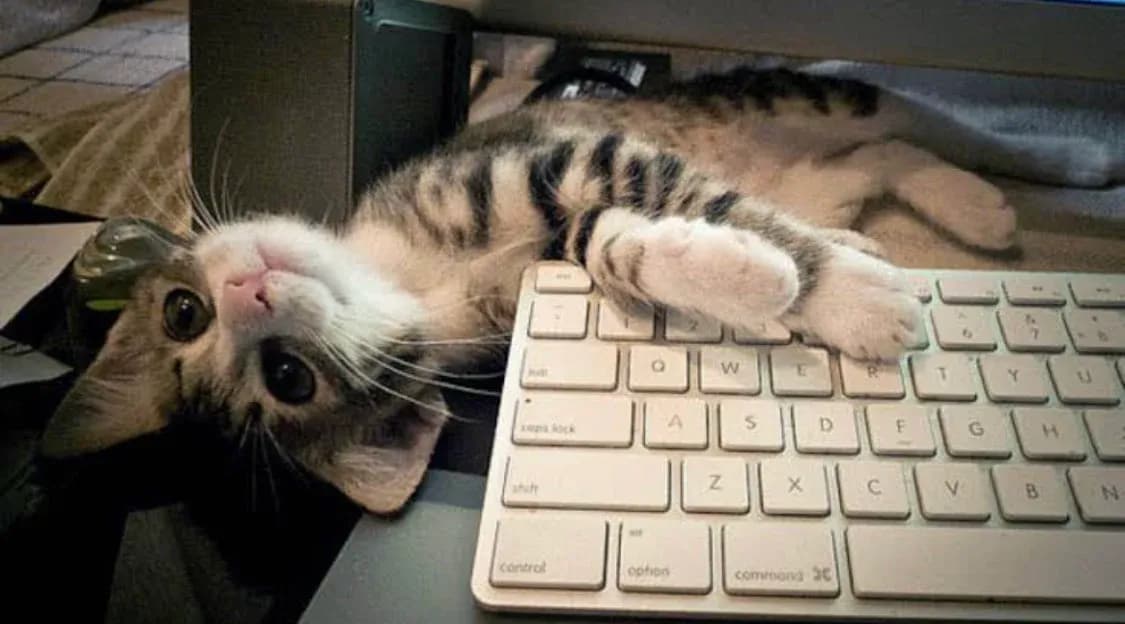 A playful tabby kitten is sprawled across a computer keyboard, looking up with wide, curious eyes. Its paws rest on the keys, as if it's ready to type a message or join in on a video call. The cozy setting suggests a relaxed atmosphere, perfect for a little feline mischief while its owner works. This adorable scene captures the essence of a cat's playful nature and their knack for interrupting productivity.