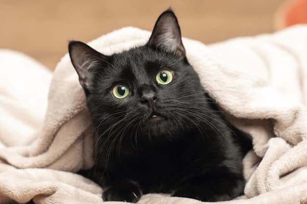 A black cat with bright green eyes is nestled under a soft, beige blanket. The cat is looking directly at the camera with a slightly surprised or curious expression. The blanket is draped around the cat, creating a cozy and warm atmosphere. The background is blurred, suggesting an indoor setting.