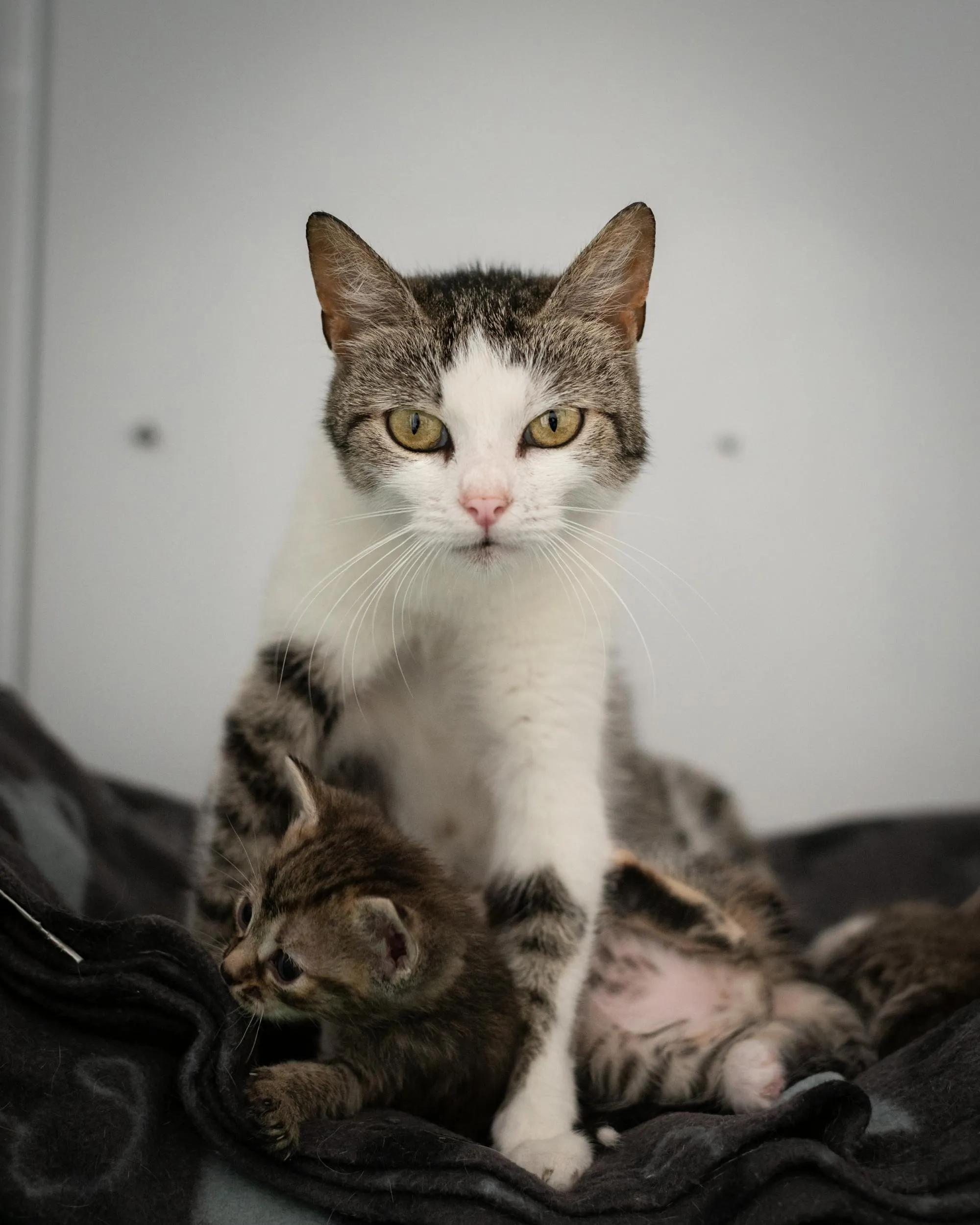 A mother cat sits protectively with her kittens. The mother cat has a white and grey coat and is looking directly at the camera. The kittens are small and cuddled up close to their mother. The background is a soft, neutral color, which makes the cats the focal point of the image.