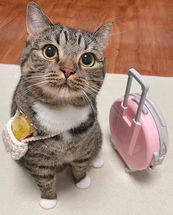 A fluffy, playful cat with bright green eyes sits inside a small, colorful travel bag, surrounded by travel essentials like a map, sunglasses, and a camera. The cat looks curiously out of the bag, as if ready for an adventure, with a cheerful expression that captures the excitement of traveling. The background features a sunny outdoor setting, suggesting a fun trip ahead.