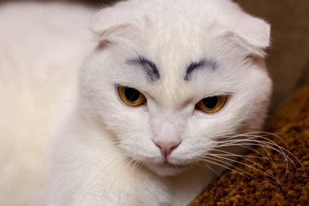 A serious-looking white fold cat with distinctive black-painted eyebrows sits upright, its large round eyes gazing intently at the viewer. The cat's fur is fluffy and pristine, contrasting sharply with the bold black eyebrows that add a humorous touch to its otherwise serious expression. The background is softly blurred, drawing attention to the cat's unique features and playful demeanor.