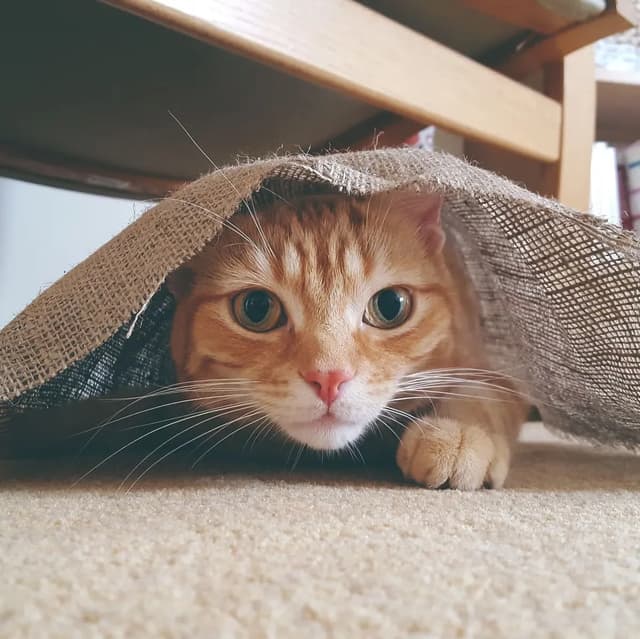 An adorable orange tabby cat peeks out from under a burlap cloth, showcasing its big, curious eyes and playful demeanor. The cat's whiskers and soft fur are visible, adding to its charm. This playful scene captures the essence of feline curiosity and the joy of exploration, as the cat seems ready for a little adventure while remaining hidden from view.
